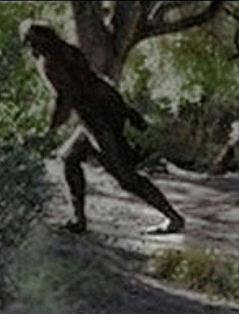 Old photograph of a real Sasquatch/bigfoot running away